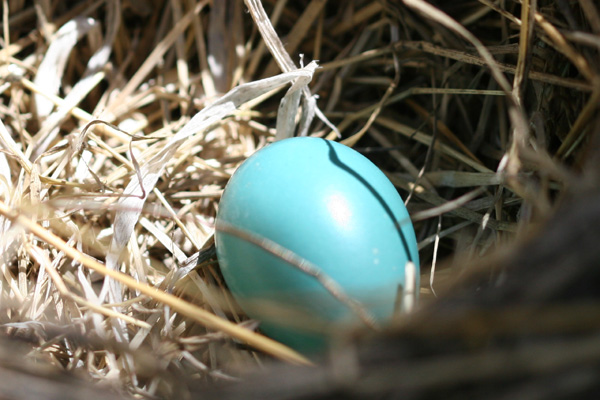 Robin's egg. Robin egg blue цвет. Малиновка гнездо с яйцами. Robin egg blue. Centennial blue eggs.
